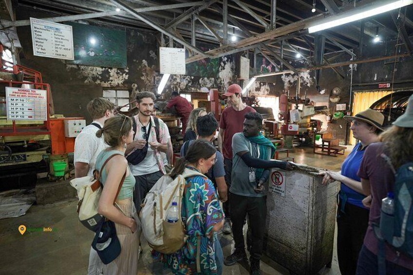 Munnar Tea Trail Tour with Factory Experience ( By Munnar Info) 5