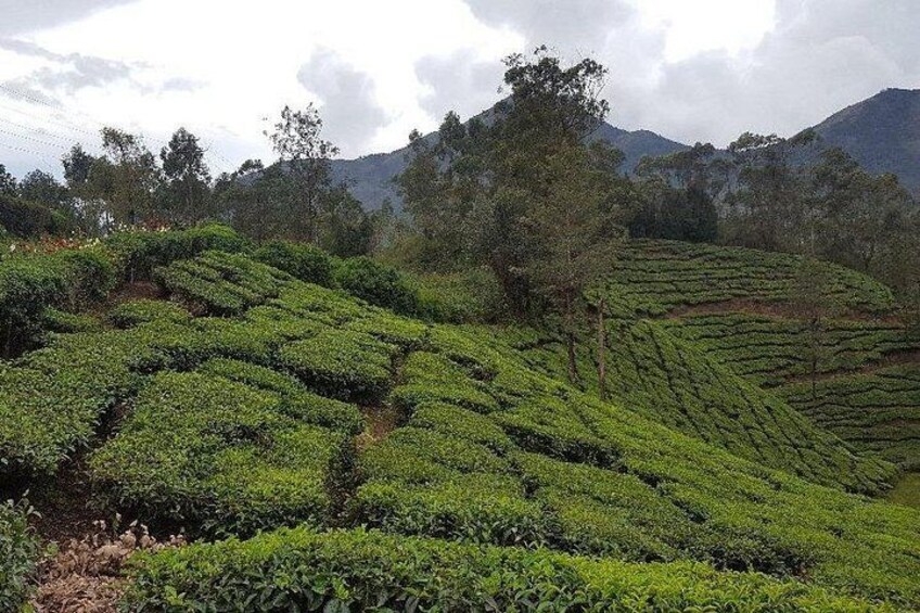Munnar Tea Trail Tour with Factory Experience ( By Munnar Info) 5
