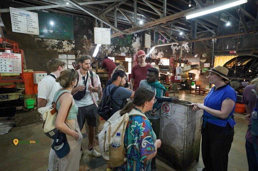 Munnar Tea Trail Tour with Factory Experience ( By Munnar Info) 3