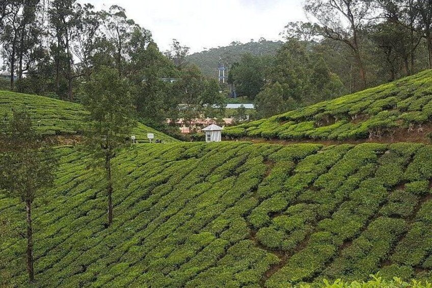 Munnar Tea Trail Tour with Factory Experience ( By Munnar Info) 5