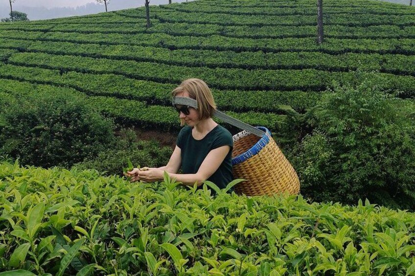 Munnar Tea Trail Tour with Factory Experience ( By Munnar Info) 5