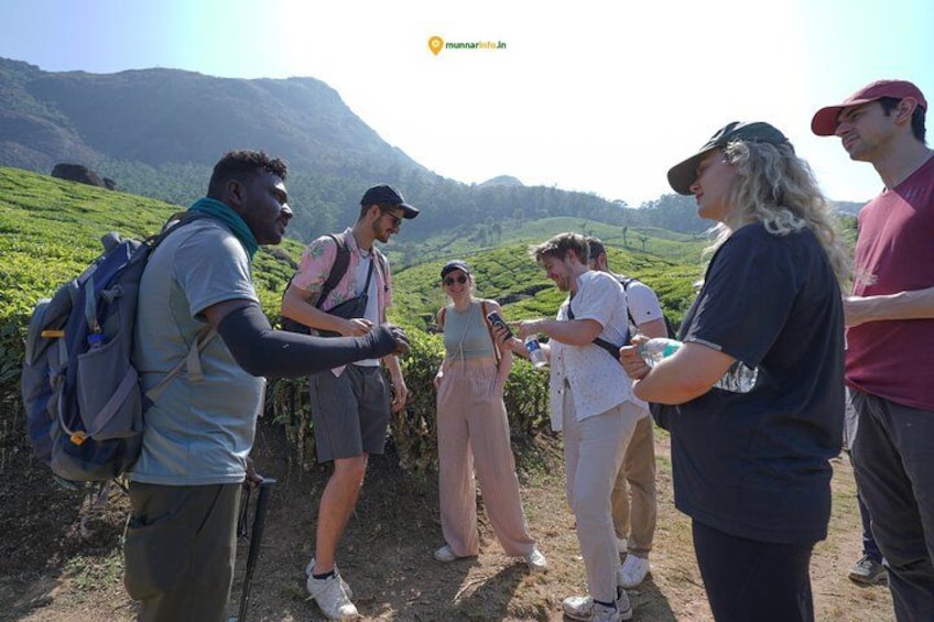 Munnar Tea Trail Tour with Factory Experience ( By Munnar Info) 1