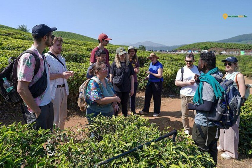 Munnar Tea Trail Tour with Factory Experience ( By Munnar Info) 2