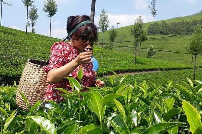 Munnar Tea Trail Tour with Factory Experience ( By Munnar Info) 2
