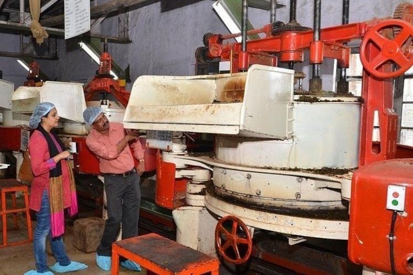 Munnar Tea Trail Tour with Factory Experience ( By Munnar Info) 4