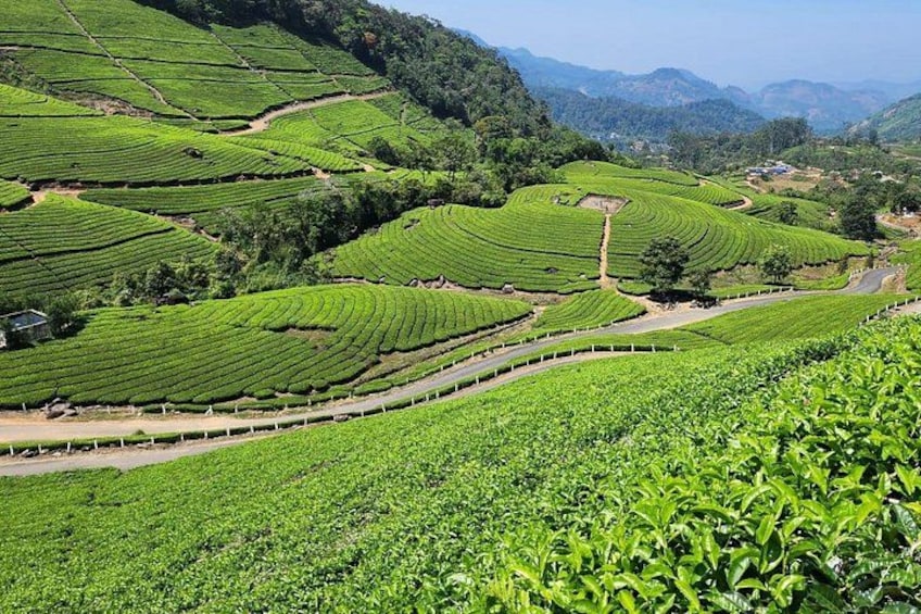 Terraced tea plantations with winding paths. 2