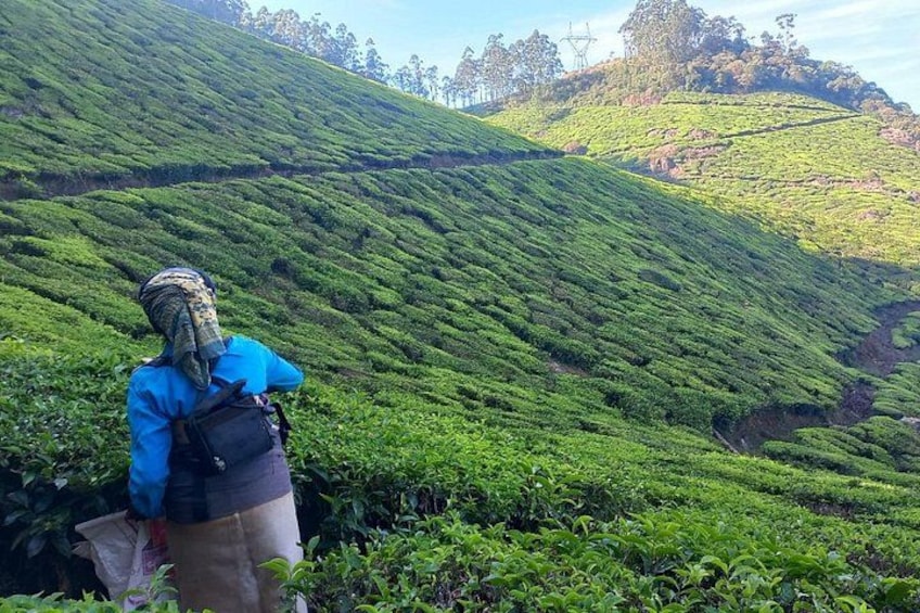 A person standing on a tea plantation with lush green tea bushes. 3