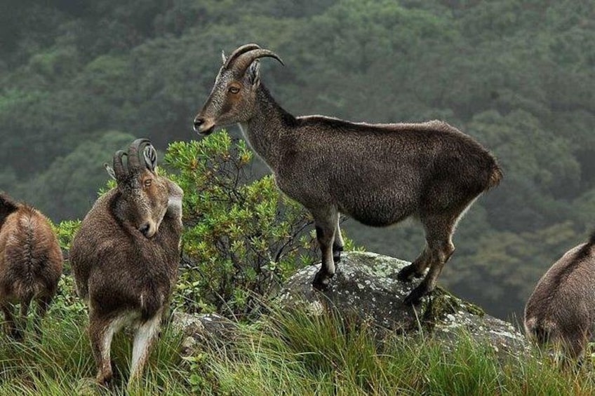 Eravikulam national park 1