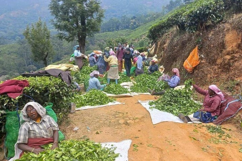 Full day in hiking in Munnar (By Munnar Info) 3