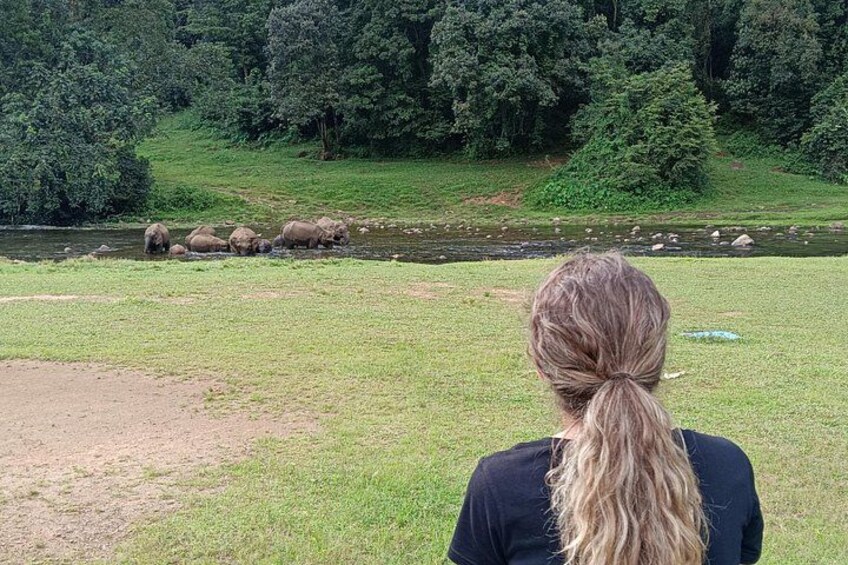 Anakulam Wild Elephant Village life tour ( By Munnar Info) 5