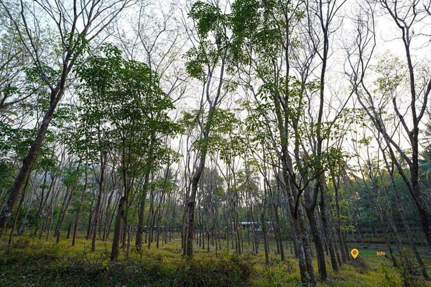 Anakulam Wild Elephant Village life tour ( By Munnar Info) 2
