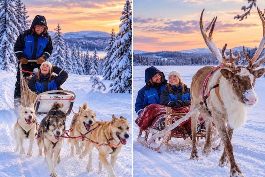 A sled pulled by dogs and a reindeer in a snowy landscape. 1