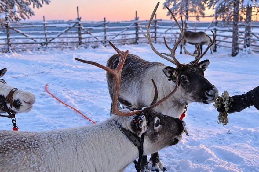 Reindeer with antlers in a snowy landscape. 5