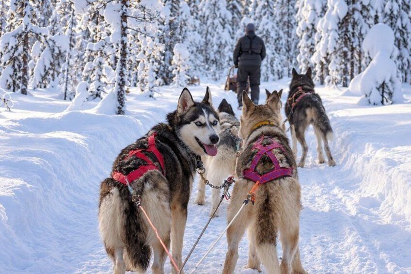 A snowy landscape with sled dogs harnessed to a sled, a person in the background, and snow-covered trees. 3