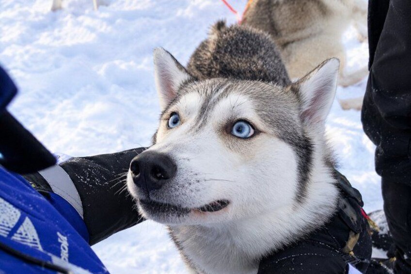 A husky with blue eyes and a snowy background. 4