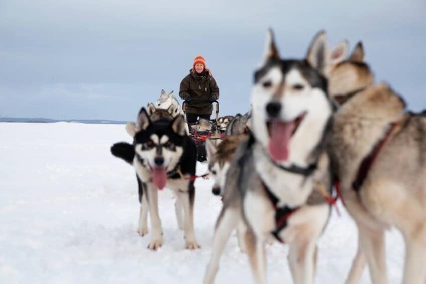 Lapland Reindeer and Husky Safari from Rovaniemi 2
