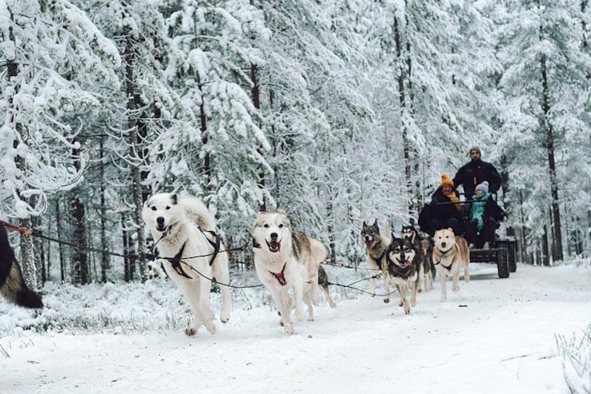 Een hondensledeteam trekt een sled door een besneeuwd bos. 4