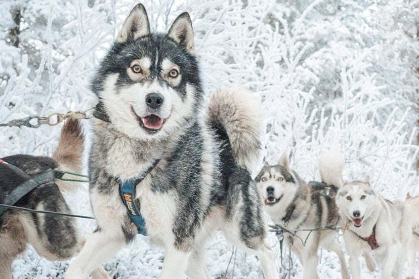 Een husky glijdt op een sneeuwhelling met een tuig en een slede. 5