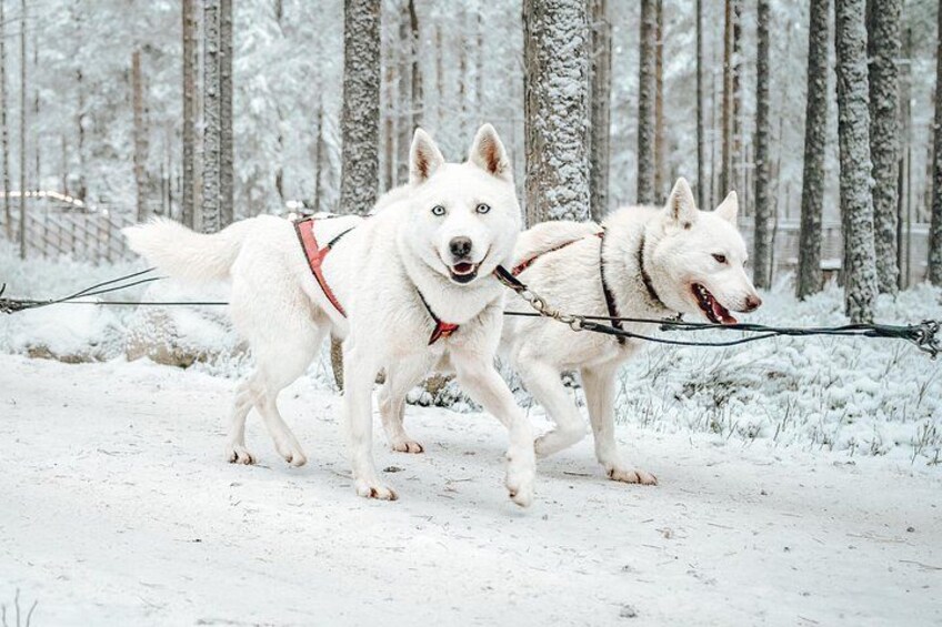 Twee witte honden trekken een slede door een besneeuwd bos. 3