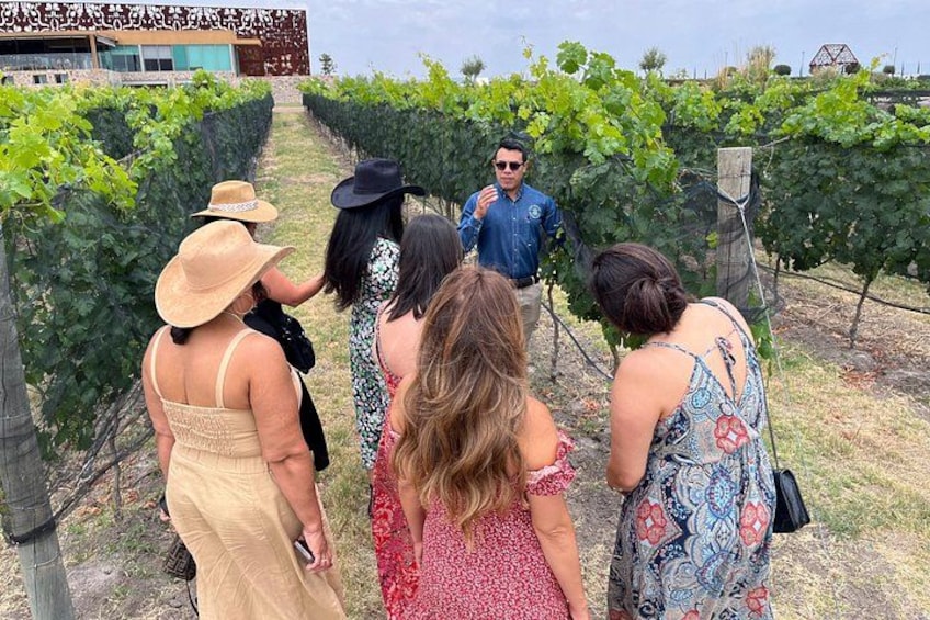 Experience beauty all around the vineyard 1