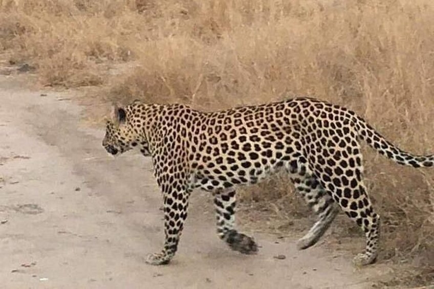 2 Day Pilanesberg Safari in 3 Star Lodge 2