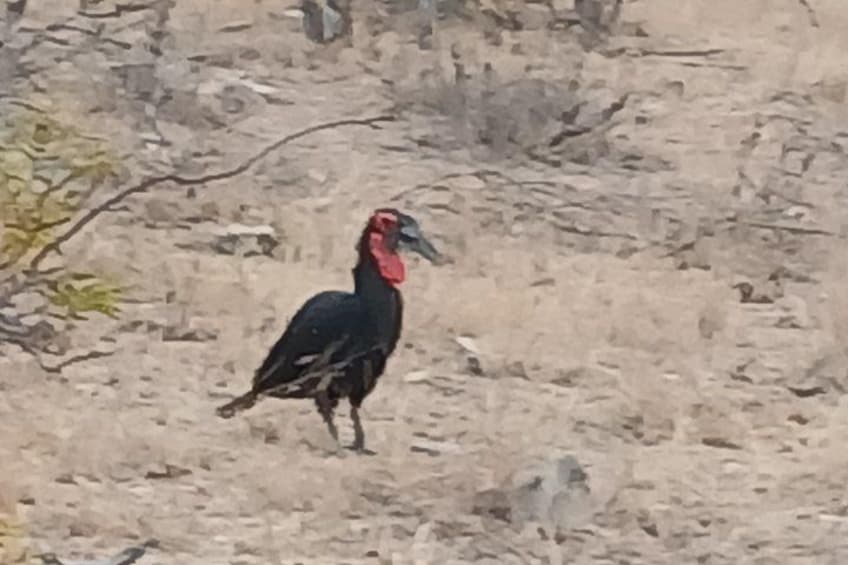 2 Day Pilanesberg Safari in 3 Star Lodge 4