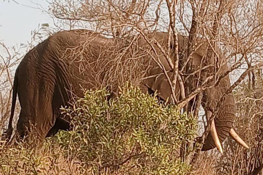 2 Day Pilanesberg Safari in 3 Star Lodge 5