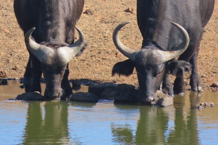 3 Day Kruger National Park Safari & Panorama Route 3