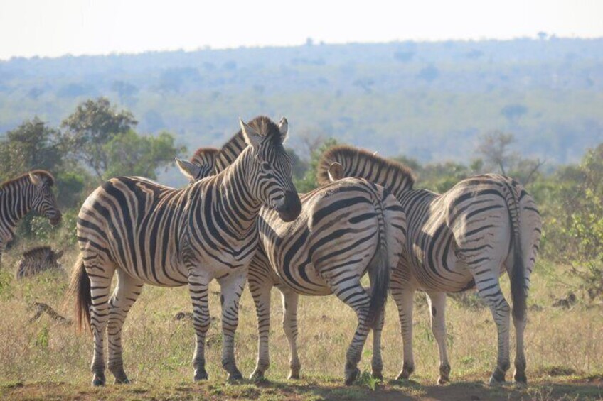 3 Day Kruger National Park Safari & Panorama Route 4