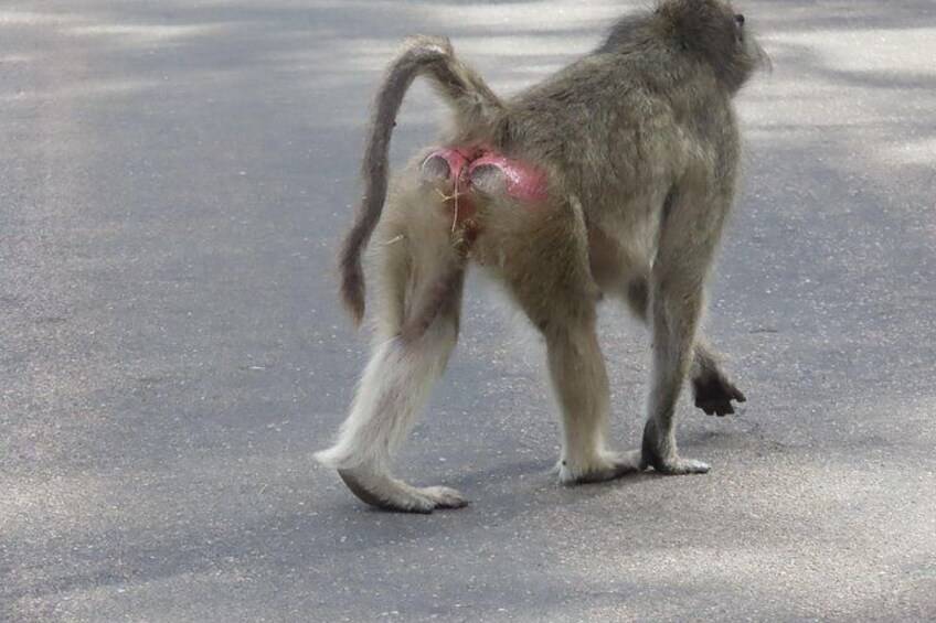 A monkey walking on a paved surface. 5