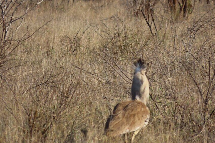 A deer standing in a dry, grassy field with sparse vegetation. 3