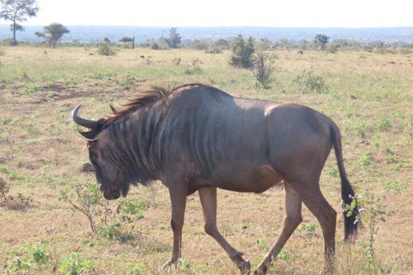 3 Day Kruger National Park Safari & Panorama Route 5