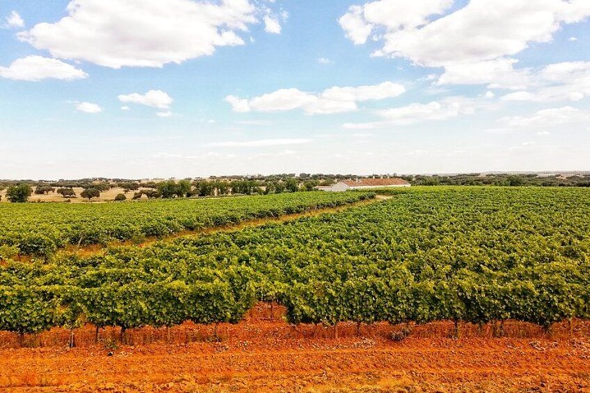 A vineyard with rows of grapevines under a clear sky. 1