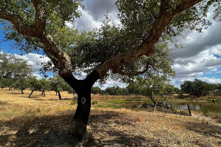 A tree with a circular marking on its trunk, a grassy field, and a cloudy sky. 4