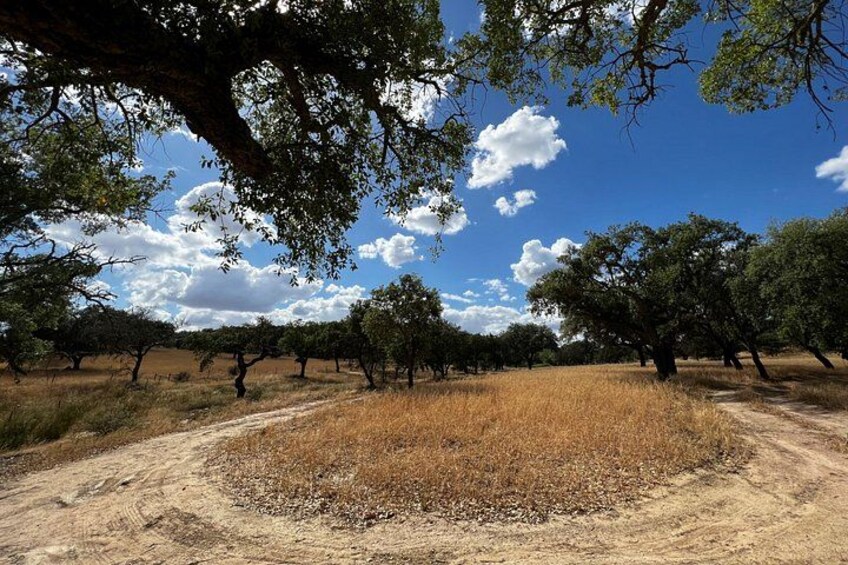 A dirt path surrounded by dry grass and trees under a clear sky. 5