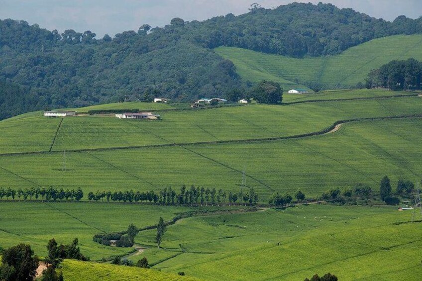 one of the Rwanda largest tea plantation 2