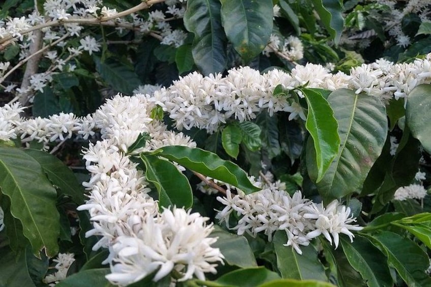 Clusters of white flowers with green leaves. 3
