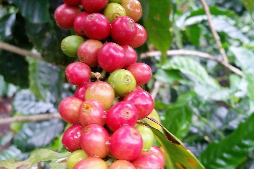 A plant with clusters of red and green berries. 2