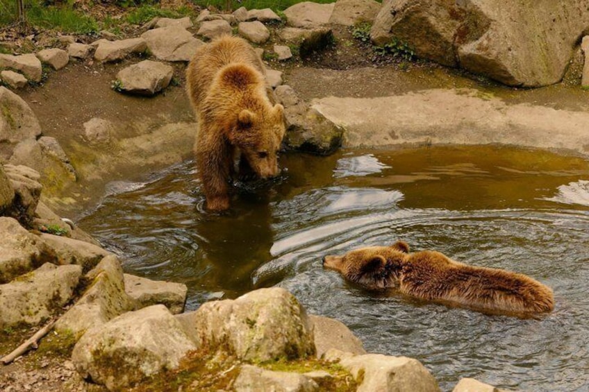 Un oso de pie en un arroyo rodeado de rocas. 3