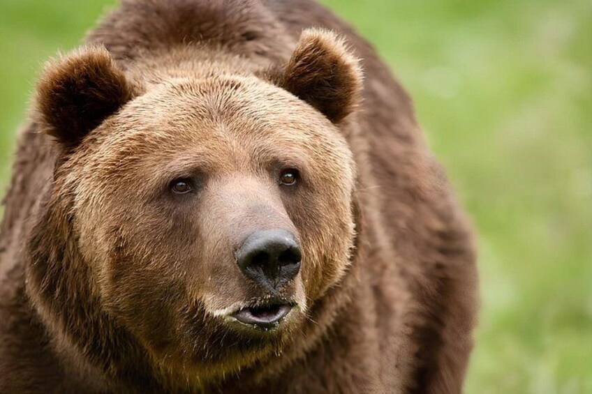 Ein Braunbär in einer natürlichen Umgebung. 1