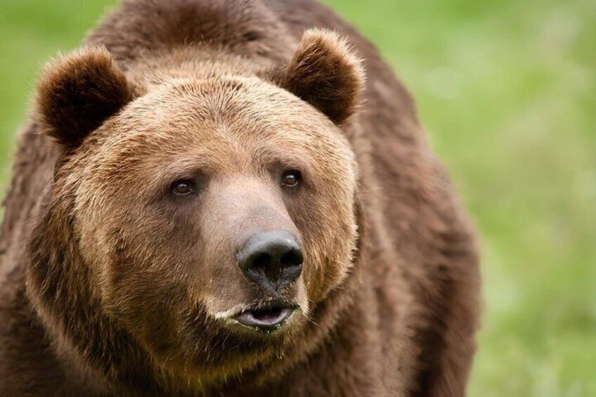 Un oso pardo en una zona de pasto. 1