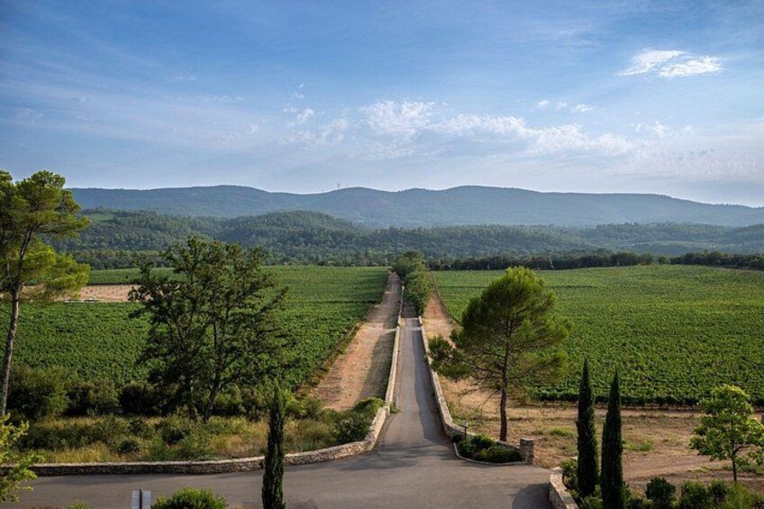 Une route de campagne qui traverse un vignoble, avec des montagnes en arrière-plan. 2