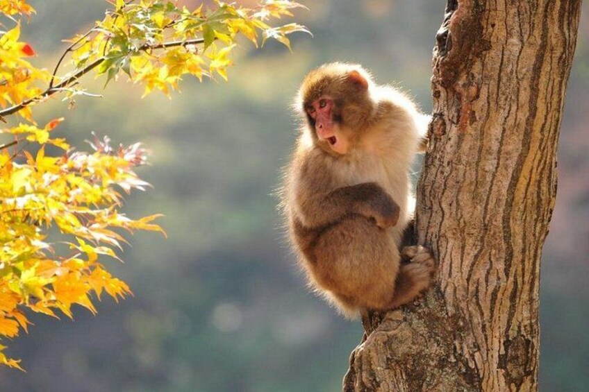With an abundance of wild food in the mountains, autumn is a happy time for Nagano's famous monkeys. 2