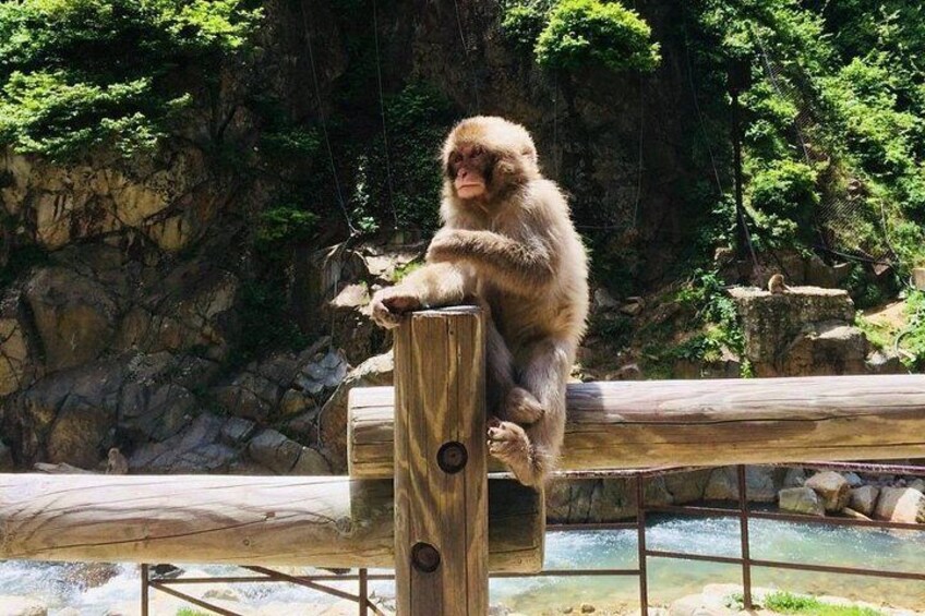 Un gorilla seduto su una struttura in legno con uno sfondo roccioso. 2