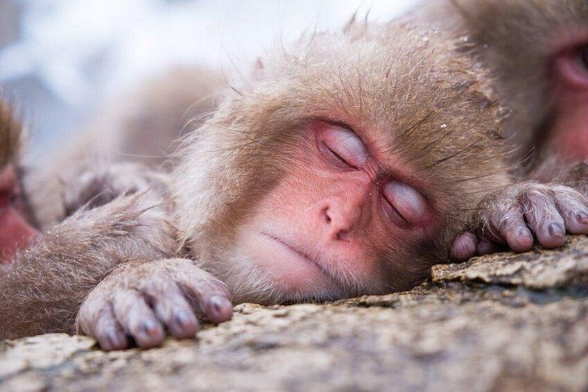 The only troop of monkeys in the world known to bathe in hot springs - a naturally-learned behaviour. 3