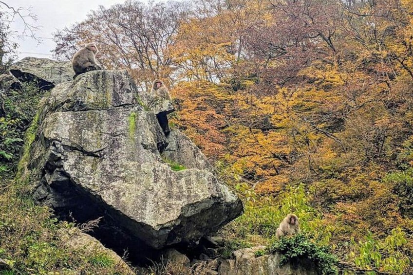 Known as 'koyo' in Japanese, the autumn leaves are an attraction in themselves. 4