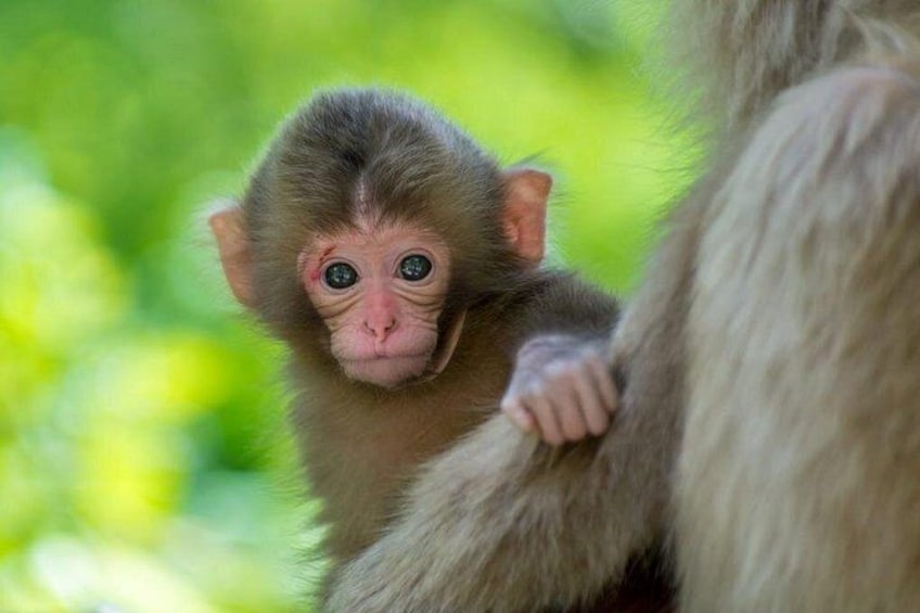An adorable time of year to visit, the baby monkeys appear from late-April onward. 5