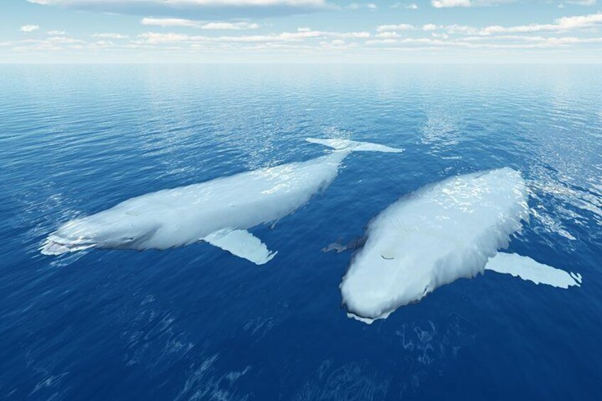 Two whales swimming in the ocean. 2