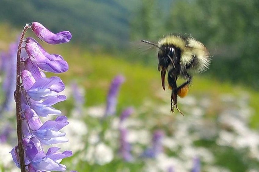 A bumblebee on a purple flower with a blurred green landscape in the background. 3