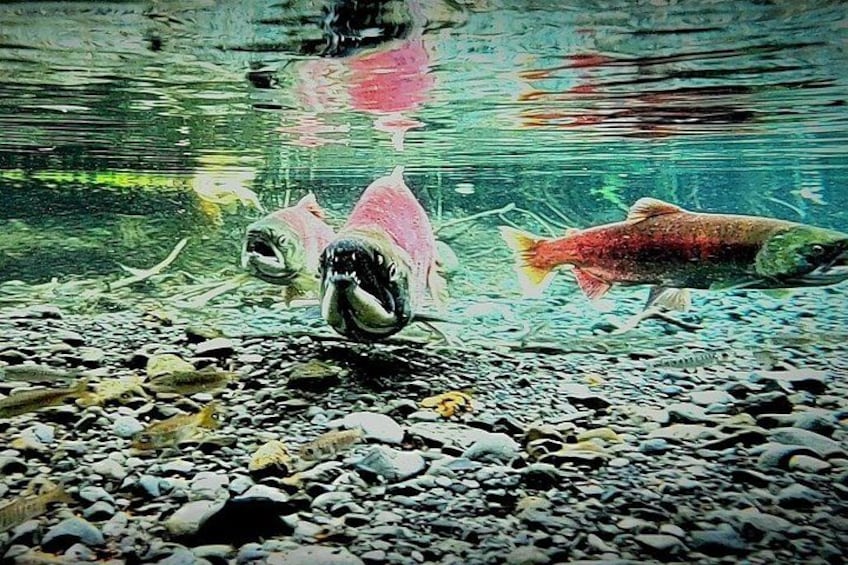 Spawning salmon pools require a true scout to know when and where these beauties gather. Photo captured with a simple cellphone. 3